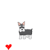 Scottish Terrier Chien Humour