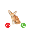 Fennec Fox