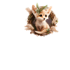 Fennec Fox