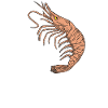 Funny shrimp seafood aquarium