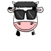 Cow with sunglasses