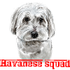 Havanese dog squad