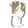 Congo - Elephant