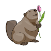 Beaver Tulip Flowers