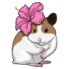 Hamster Hibiskus Blumen