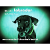 Hungriger Labrador