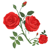 ROSES VARITY
