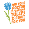 Tulipes Drôles de tulipes