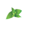 Mint Whisperer