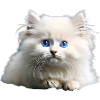 Chat bébé mignon