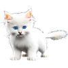 Catbaby cute