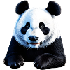 Panda cute