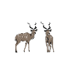 Botswana - Antilope Kudu