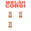 Welsh Corgi