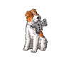 Wirehaired Fox Terrier Dog