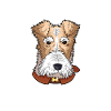 Wirehaired Fox Terrier Dog