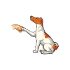 Chien Fox Terrier Fox Hair