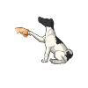 Glatthaar Foxterrier Hund