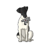Glatthaar Foxterrier Hund