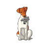Glatthaar Foxterrier Hund