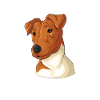 Smoothhair Fox Terrier Dog
