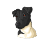 Chien Fox Terrier Fox Hair
