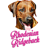 Rhodesian ridgeback