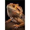 Bearded dragon lizards reptile