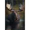 Moose Realistic
