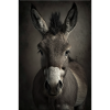 Donkey Realistic Cool