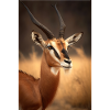Gazelle safari Africa animal