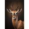 Gazelle safari Africa animal