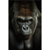 Gorilla Monkey Cool