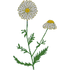 camomille