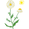Chamomile with sun