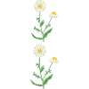 camomille