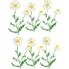 camomille