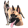 The two Malinois