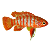 Dario Dario, Badis Bengalski