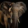 African elephant