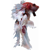 Betta, betta fish