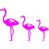 Flamingo Family