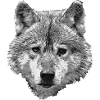 BERIX WOLF Tête SW