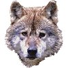 BERIX WOLF Head
