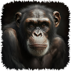 Chimpanzees are our closest relatives