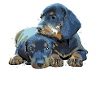 Dackelmama