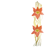 Amaryllis - Graphic - Blossoms - tropical flowers