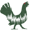 Capercaillie