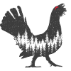 Capercaillie