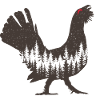 Capercaillie